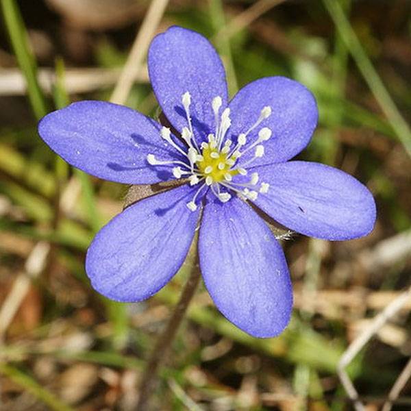 Hepatica nobilis - Anémone Hépatique Godet de 8/9 cm