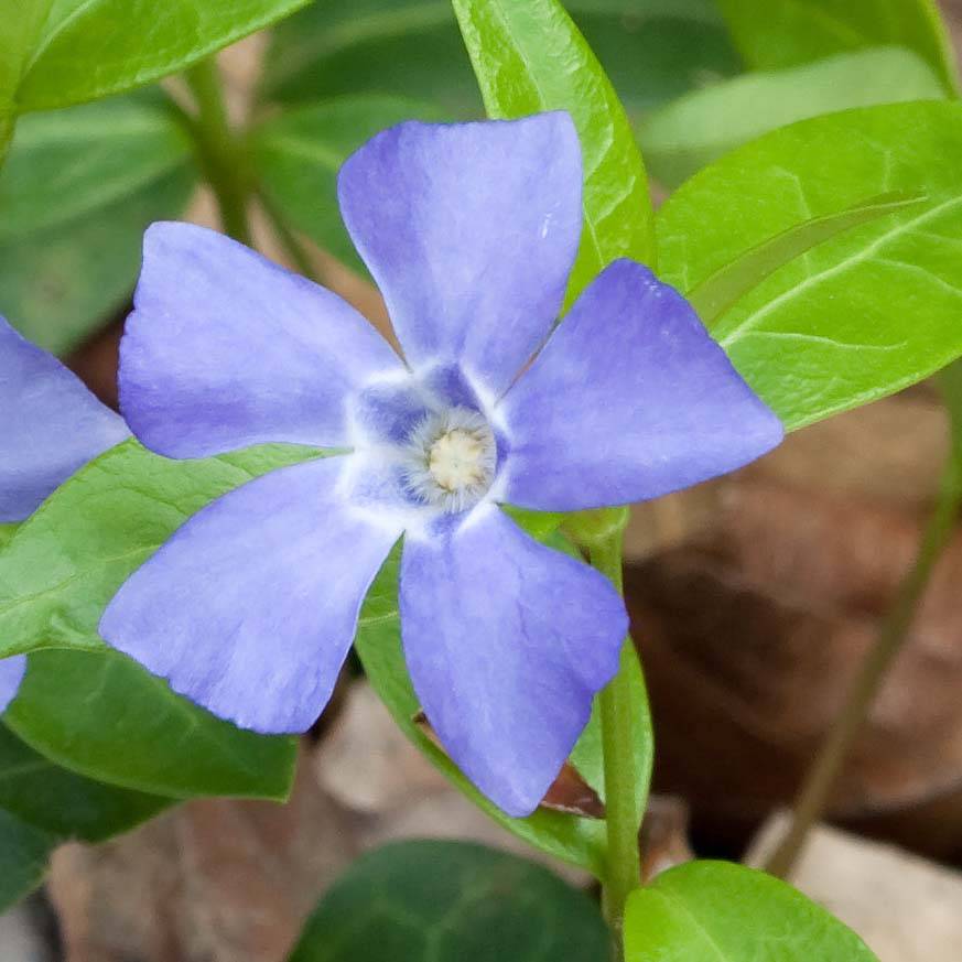 Promesse de Fleurs - Vinca minor Marie - Pervenche à petite fleurs  Godet de 8/9 cm