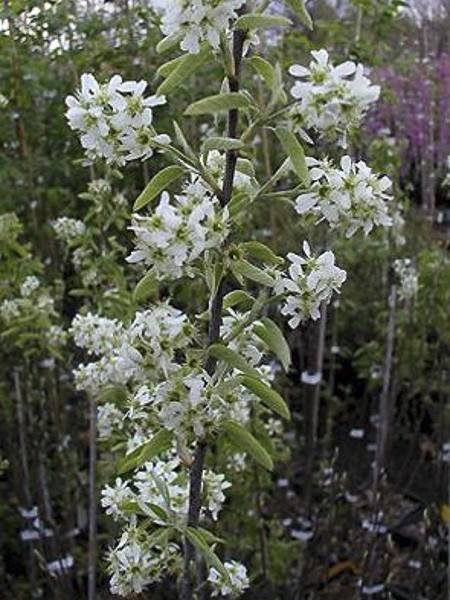 Amelanchier canadensis Rainbow Pillar Pot de 4L/5L