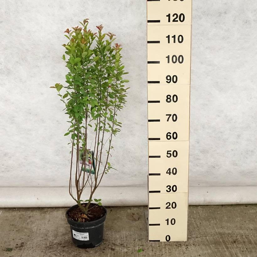 Promesse de Fleurs - Amelanchier canadensis Rainbow Pillar Pot de 4L/5L - Image 2