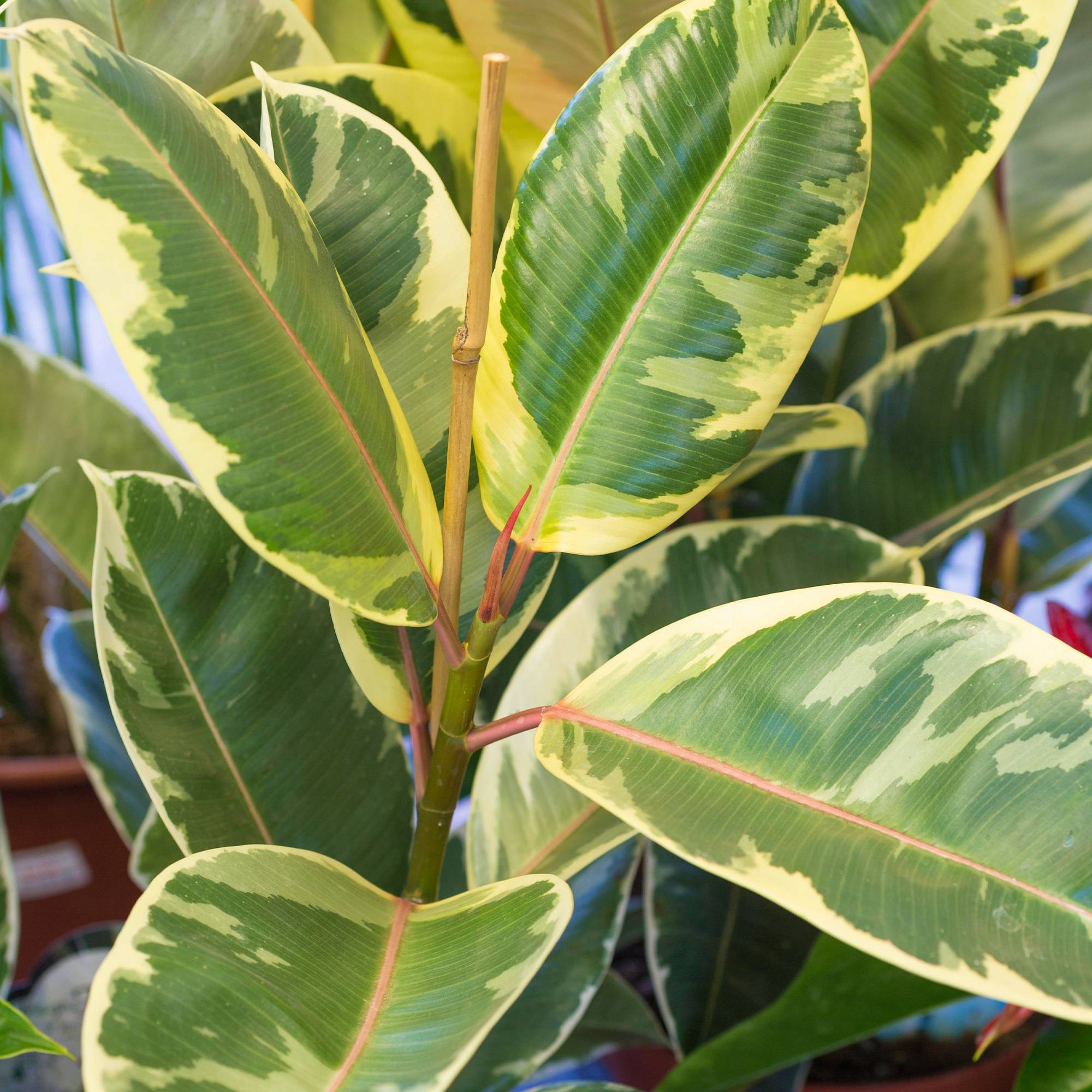 Gardenersdream - Ficus Elastica Arbre À Caoutchouc D’Intérieur Pour La Maison Ou Le Bureau (En Pot 30-40 Cm) - GardenersDream - Imagen 2
