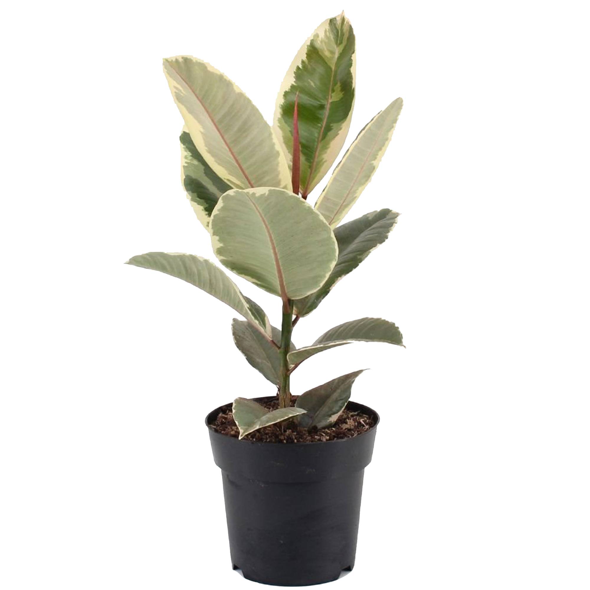 Gardenersdream - Ficus Elastica Arbre À Caoutchouc D’Intérieur Pour La Maison Ou Le Bureau (En Pot 30-40 Cm) - GardenersDream - Imagen 1
