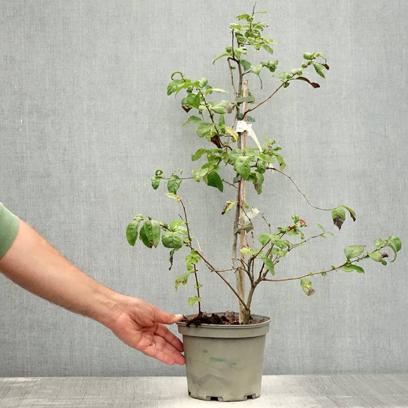 Cognassier du Japon Falconnet Charlet - Chaenomeles speciosa Pot de 2L/3L - Image 2