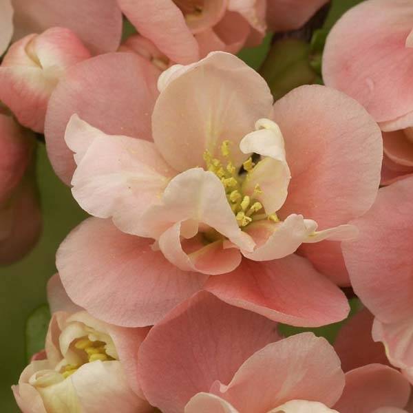 Cognassier du Japon Falconnet Charlet - Chaenomeles speciosa Pot de 2L/3L - Image 1