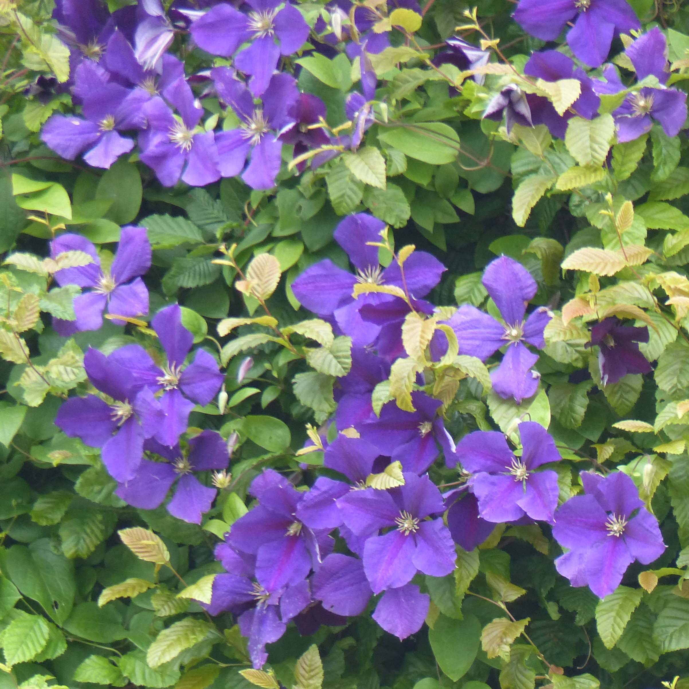 Promesse de Fleurs - Clématite - Clematis jackmanii   Pot de 2L/3L