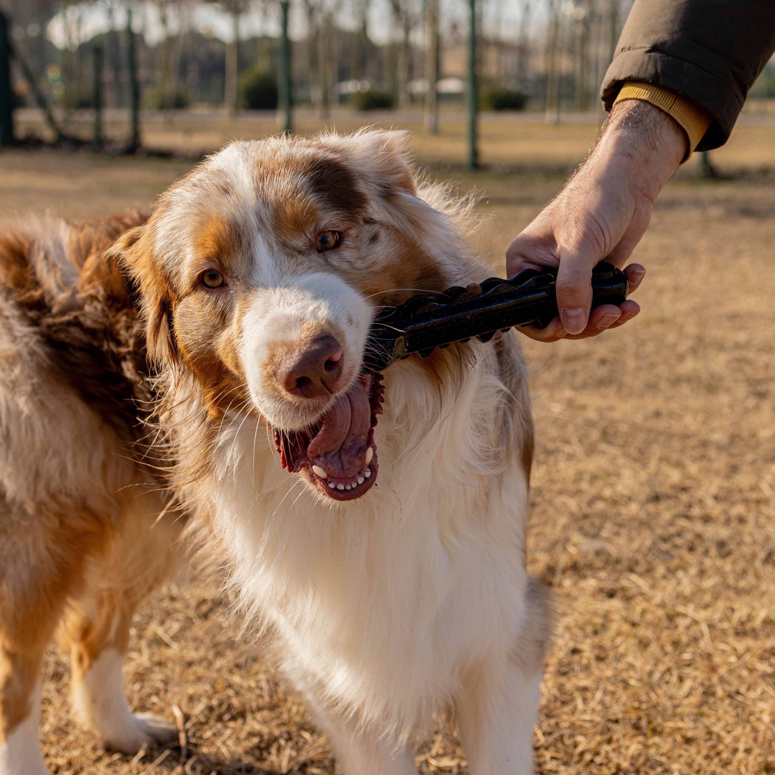 Ferplast - Ferplast Jouet Chien, Os Distributeur Croquettes Friandises pour Chien, en Matériau Durable à Mâcher, Arôme de Viande, pour l'Hygiène Dentaire, SMILE - Imagen 5