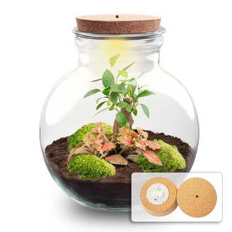 Diy Planten Terrarium (Avec Licht) - D25 H25cm