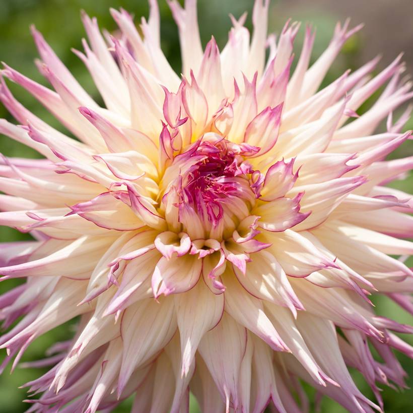 Dahlia fimbriata Caproz Josephine Bulbe calibre I