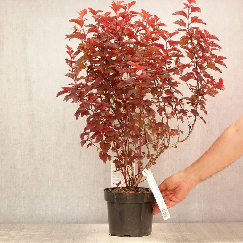 Physocarpus opulifolius Little Angel - Physocarpe Pot de 2L/3L - Image 2