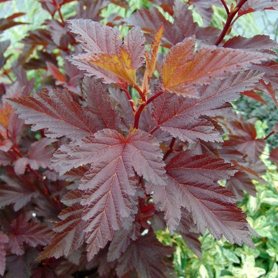 Physocarpus opulifolius Little Angel - Physocarpe Pot de 2L/3L - Image 1