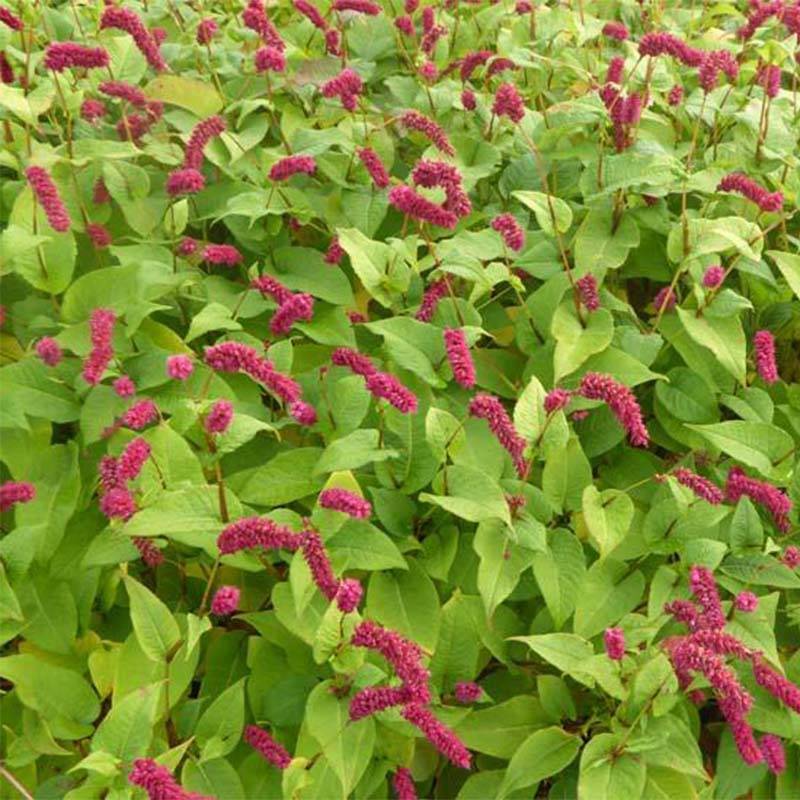 Renouée - Persicaria amplexicaulis var. pendula Godet de 8/9 cm