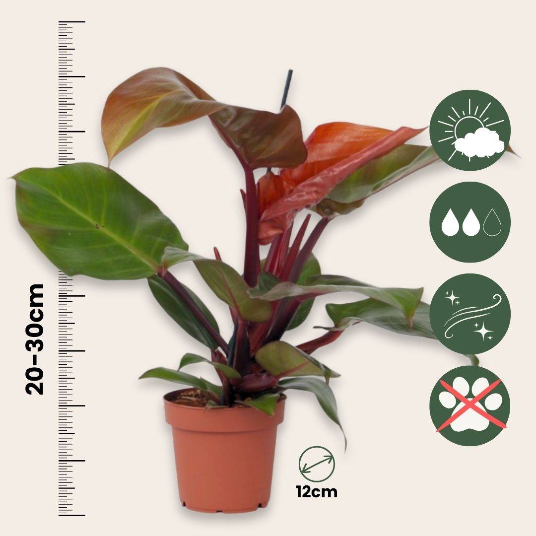 Plant In A Box - Plante verte - Philodendron 'Sun Light' - Hauteur 20-30cm - ⌀12cm - Image 4