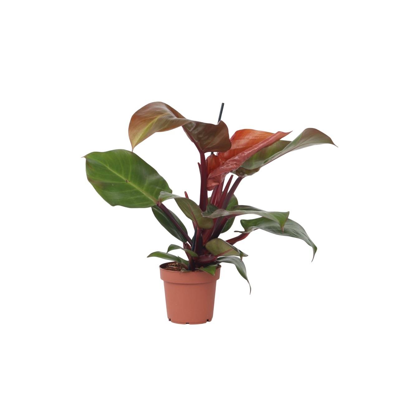 Plant In A Box - Plante verte - Philodendron 'Sun Light' - Hauteur 20-30cm - ⌀12cm - Image 1