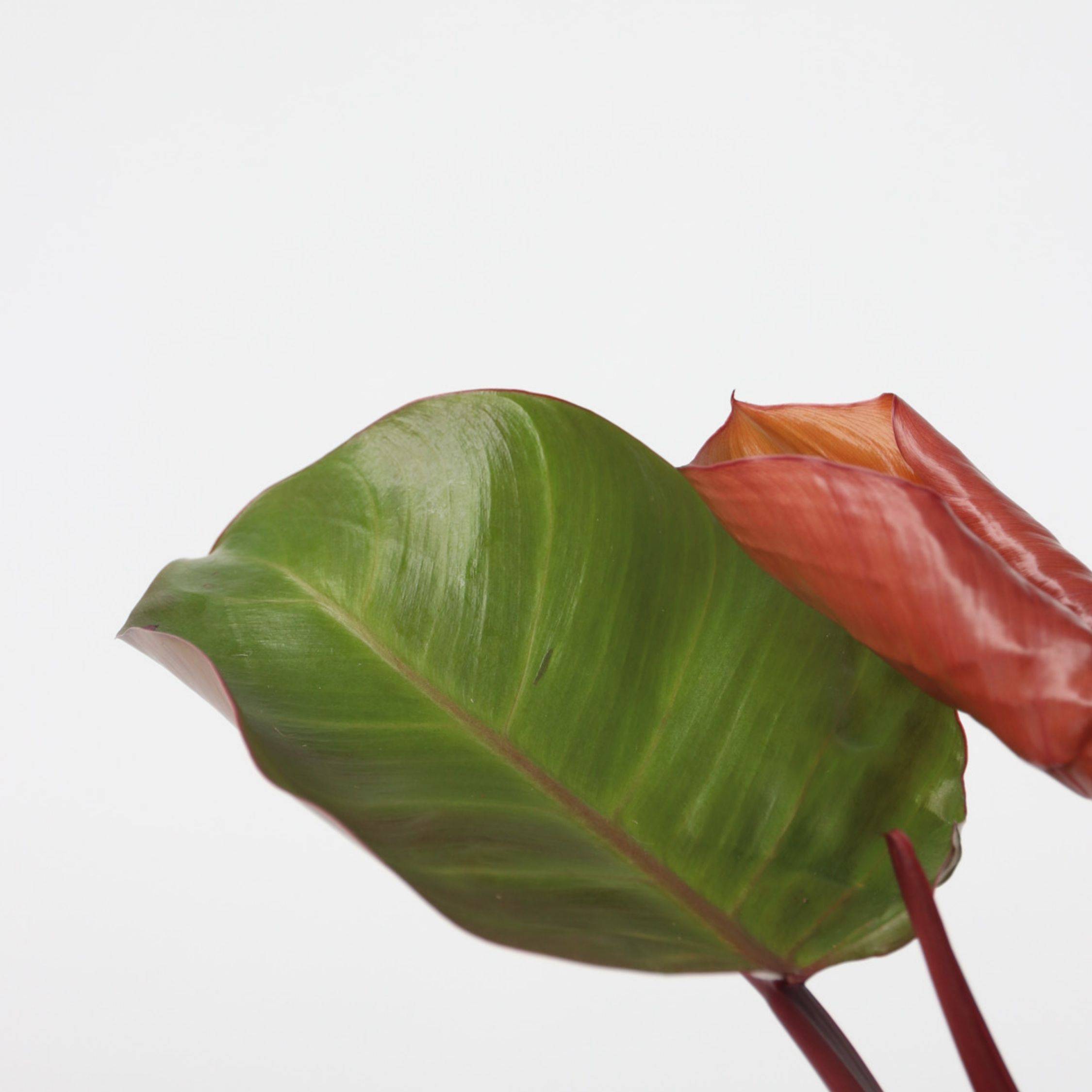 Plant In A Box - Plante verte - Philodendron 'Sun Light' - Hauteur 20-30cm - ⌀12cm - Image 3