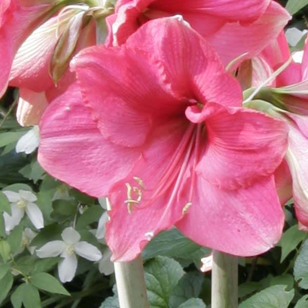 Promesse de Fleurs - Amaryllis Pink Surprise Bulbe calibre 32/34, Extra