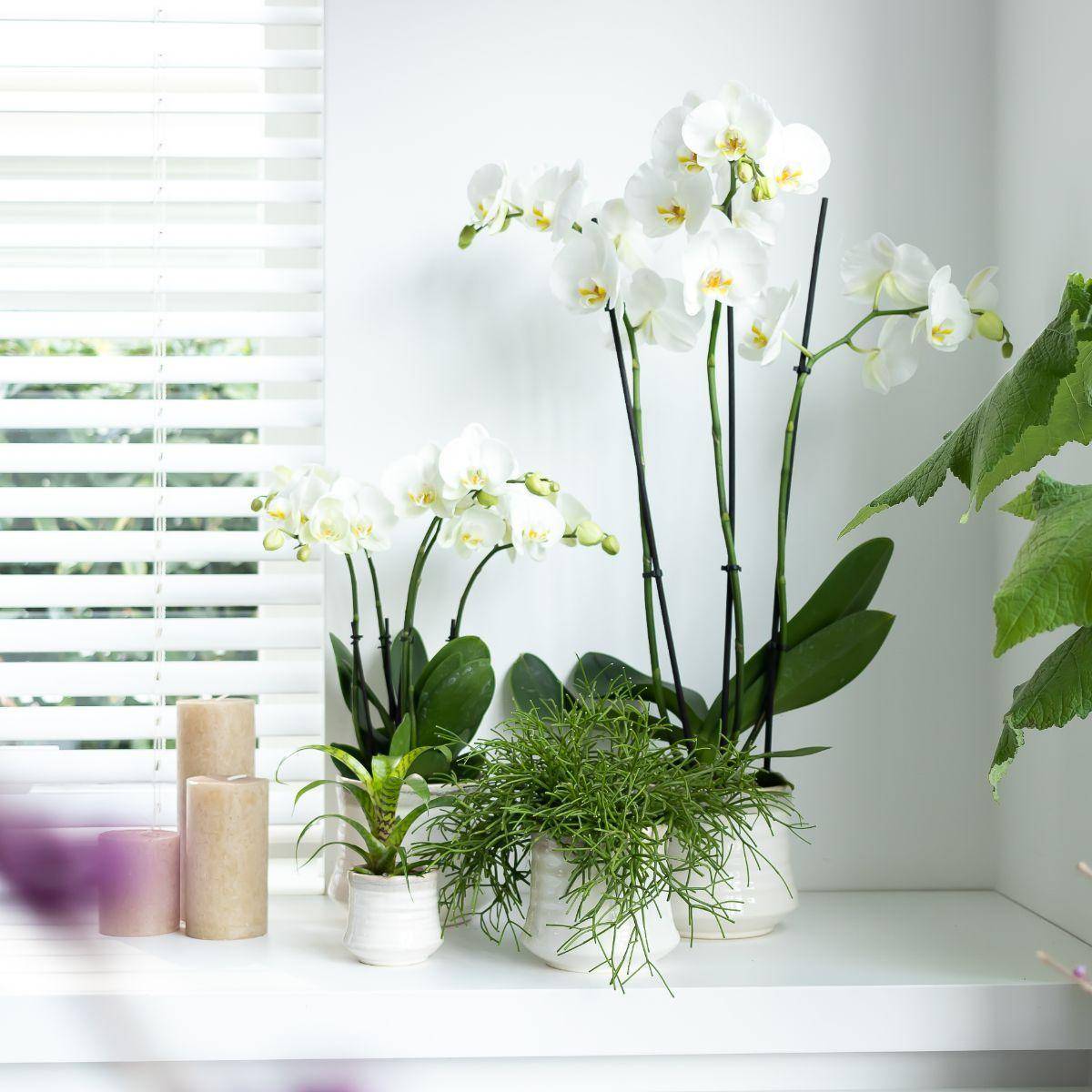 La Green Touch - Orchidée Phalaenopsis blanche - Ø12cm - plante d'intérieur fleurie 55cm - Plante d'intérieur- La Green Touch - Imagen 5