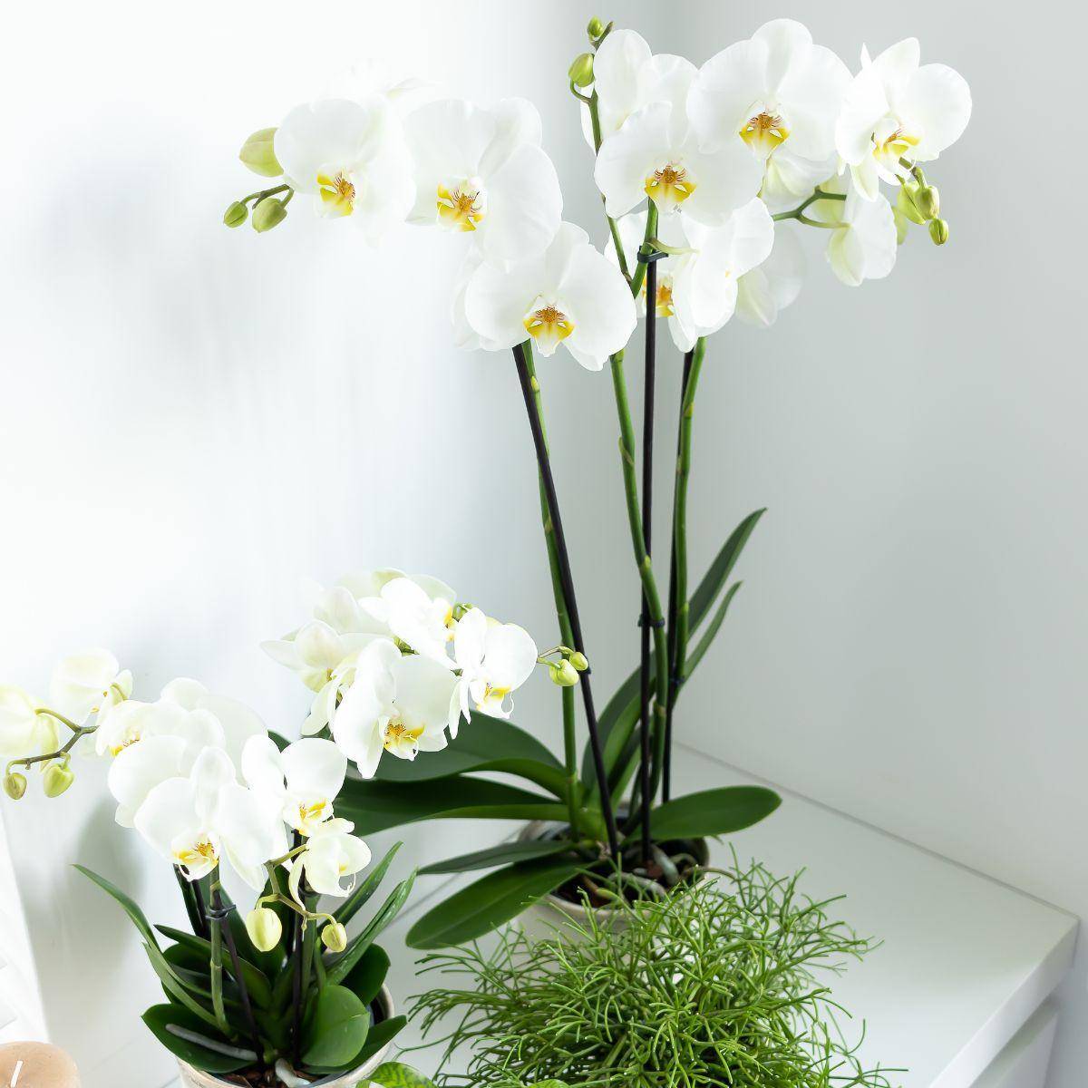 La Green Touch - Orchidée Phalaenopsis blanche - Ø12cm - plante d'intérieur fleurie 55cm - Plante d'intérieur- La Green Touch - Imagen 6