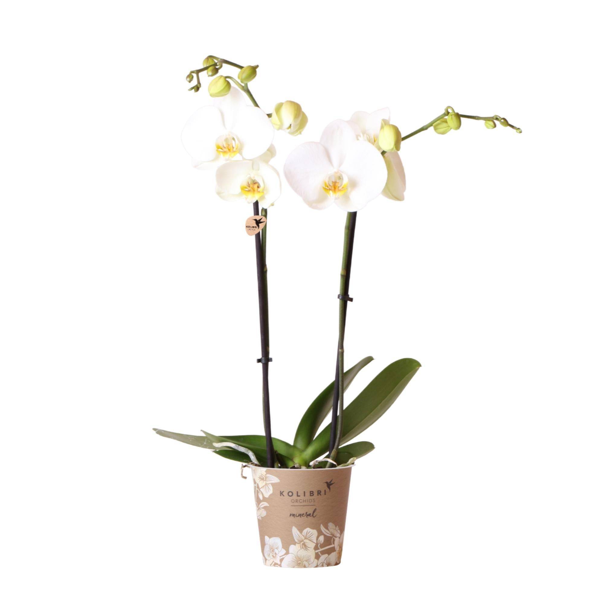 La Green Touch - Orchidée Phalaenopsis blanche - Ø12cm - plante d'intérieur fleurie 55cm - Plante d'intérieur- La Green Touch - Imagen 1