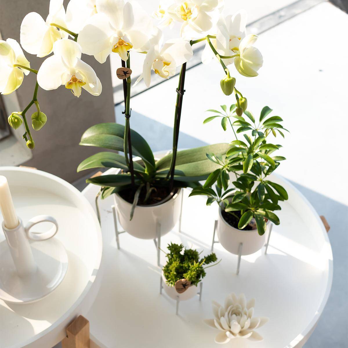 La Green Touch - Orchidée Phalaenopsis blanche - Ø12cm - plante d'intérieur fleurie 55cm - Plante d'intérieur- La Green Touch - Imagen 4