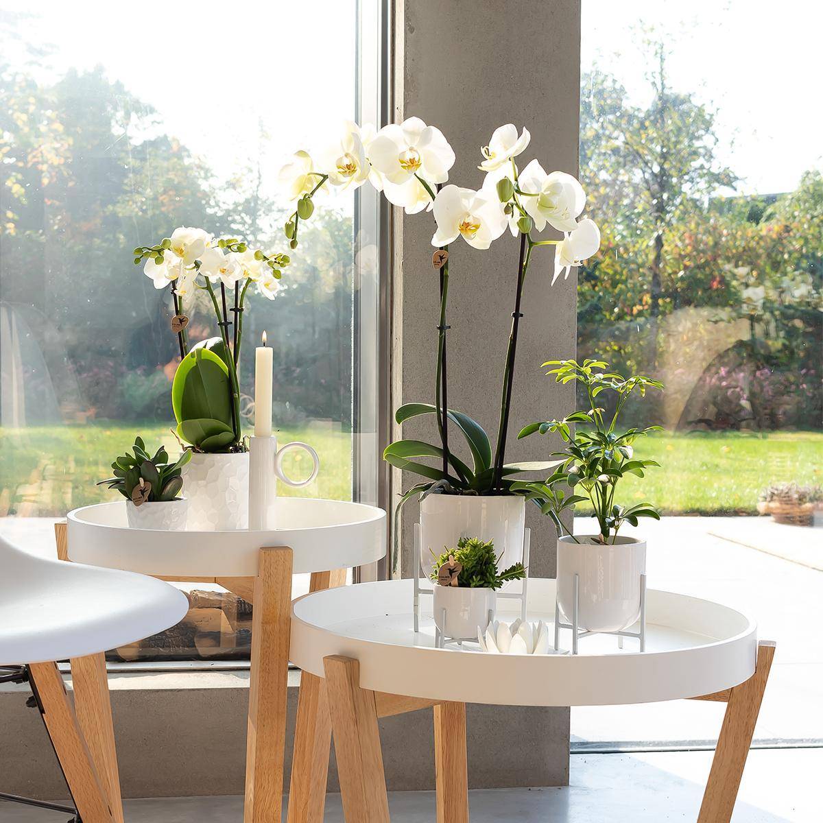 La Green Touch - Orchidée Phalaenopsis blanche - Ø12cm - plante d'intérieur fleurie 55cm - Plante d'intérieur- La Green Touch - Imagen 3