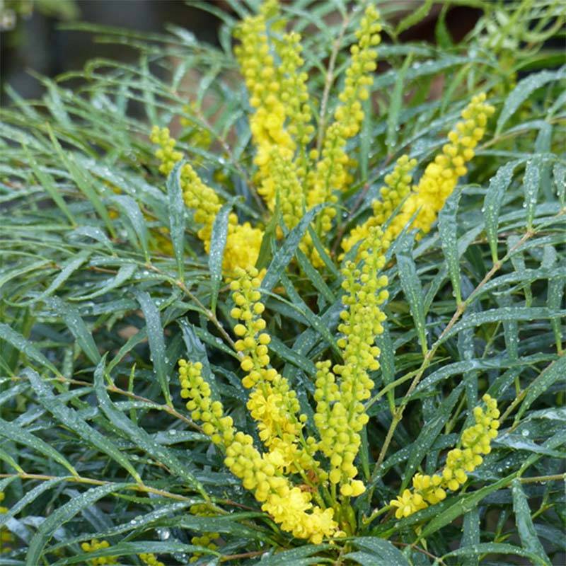Mahonia Soft Caress - Mahonia hybride Pot de 7,5L/10L