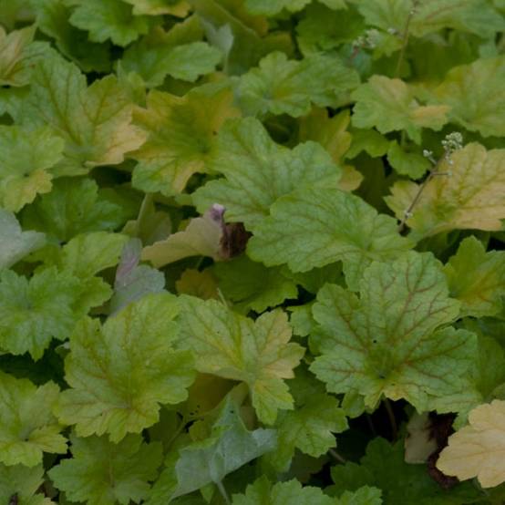 Heuchère - Heuchera Electric Lime Godet de 8/9 cm