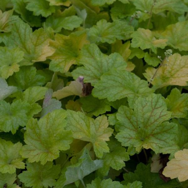 Heuchère - Heuchera Electric Lime Godet de 8/9 cm