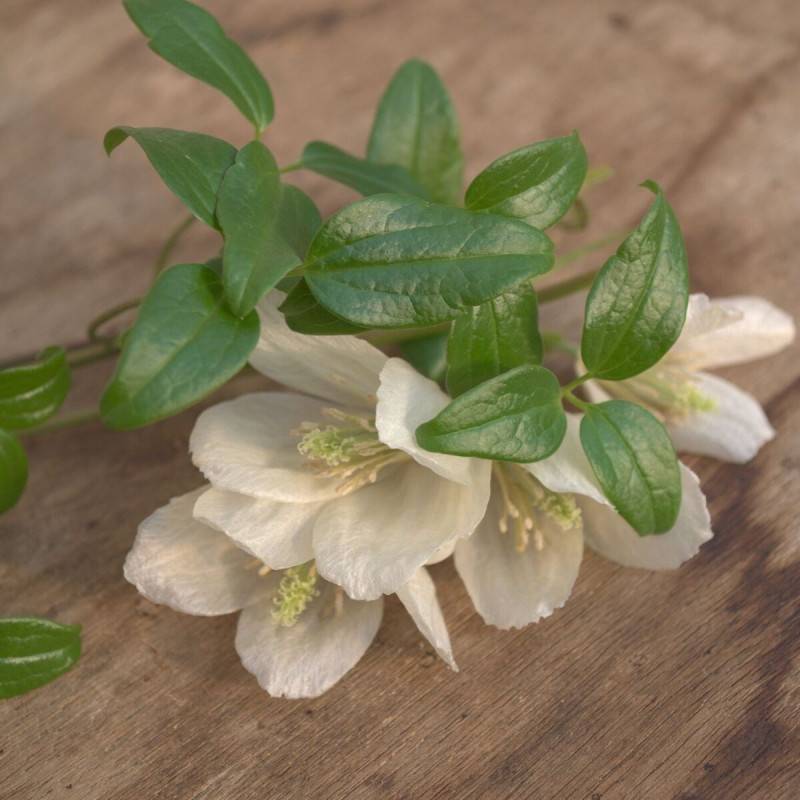 Clématite cirrhosa Wisley Cream, Clématite cireuse à fleurs Blanche - feuillage Semi-Persistant - Godet - 5/20 cm-  hauteur à maturité De 3,00 m à 5,0 - Imagen 7