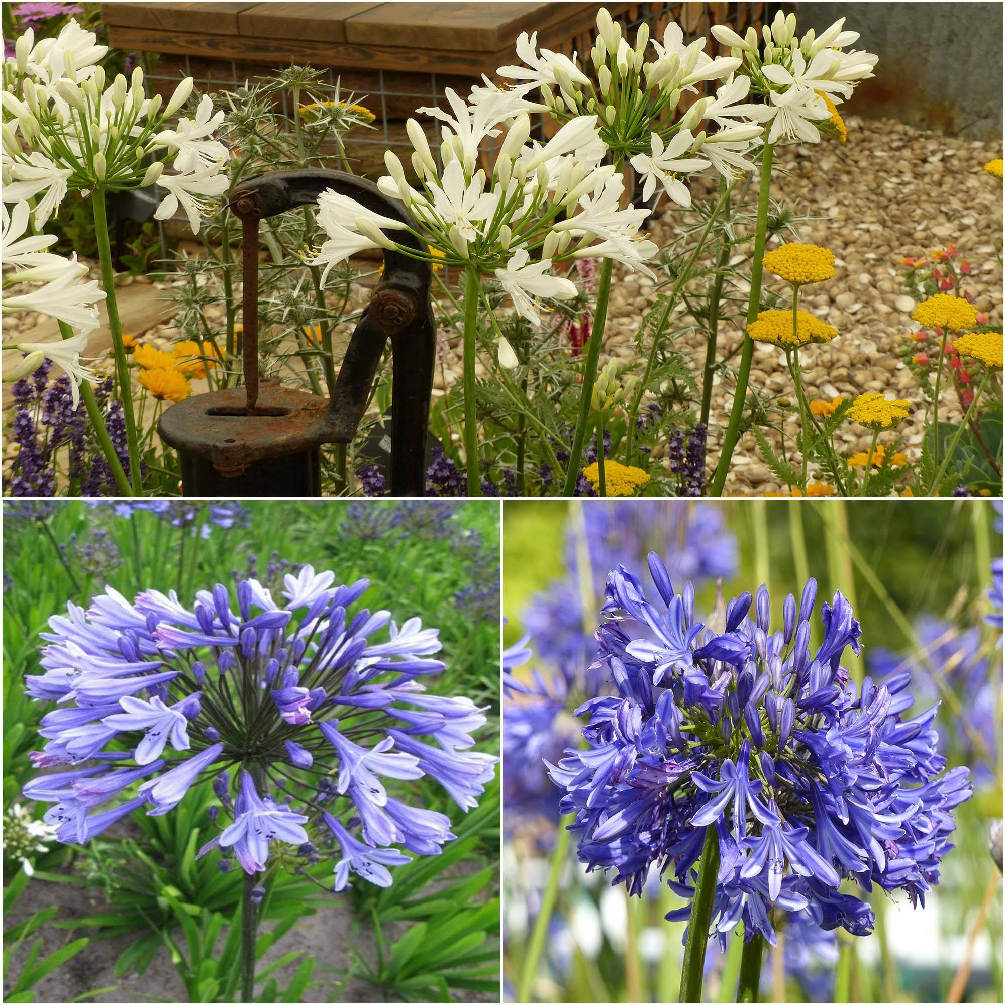 Promesse de Fleurs - Collection de 3 Agapanthes - Collection de 3 plantes