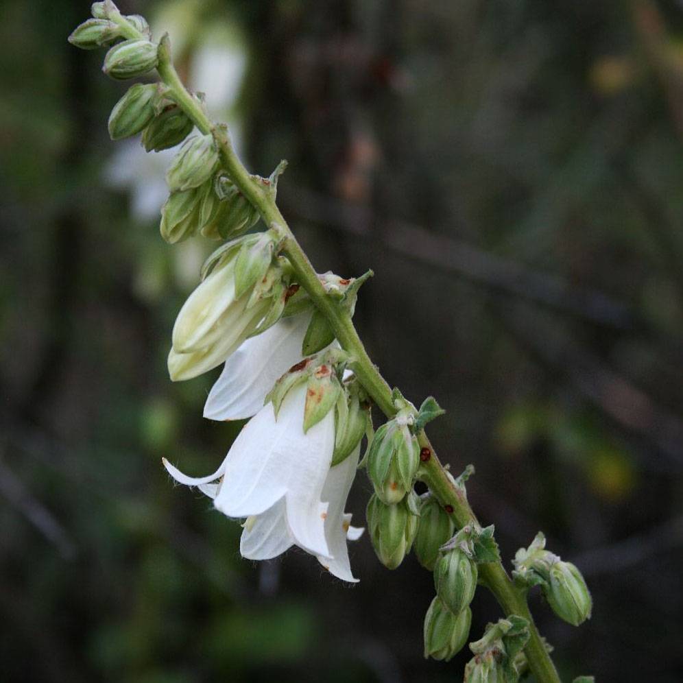 Campanule alliariifolia Godet de 8/9 cm