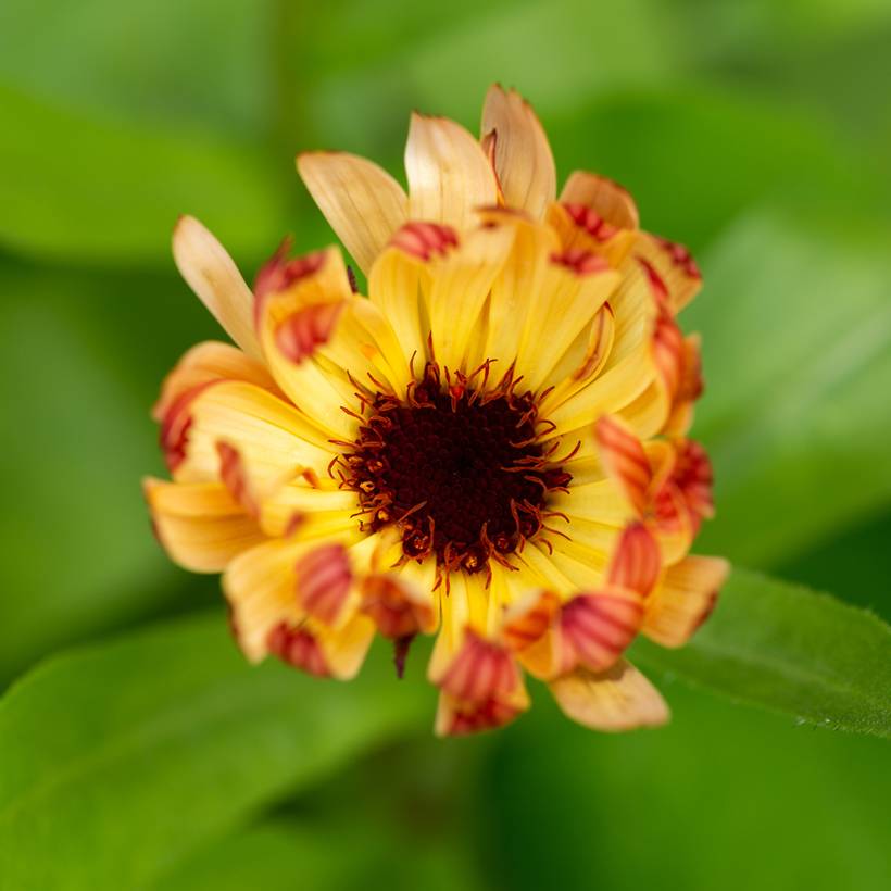 Promesse de Fleurs - Graines de Calendula officinalis Sherbet Fizz - Souci des Jardins le sachet de 100 graines environ (0,8g)
