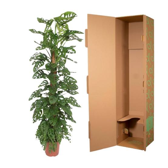 Monstera Monkey Leaf Mosstok - D27 H170cm - Image 3