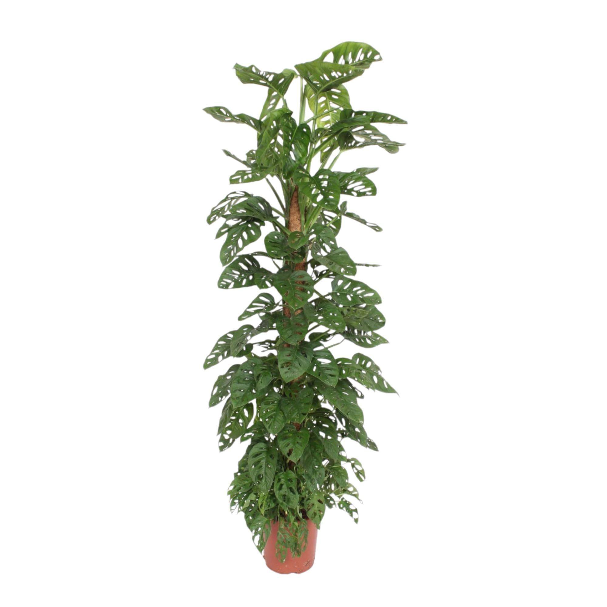 Monstera Monkey Leaf Mosstok - D27 H170cm - Image 1