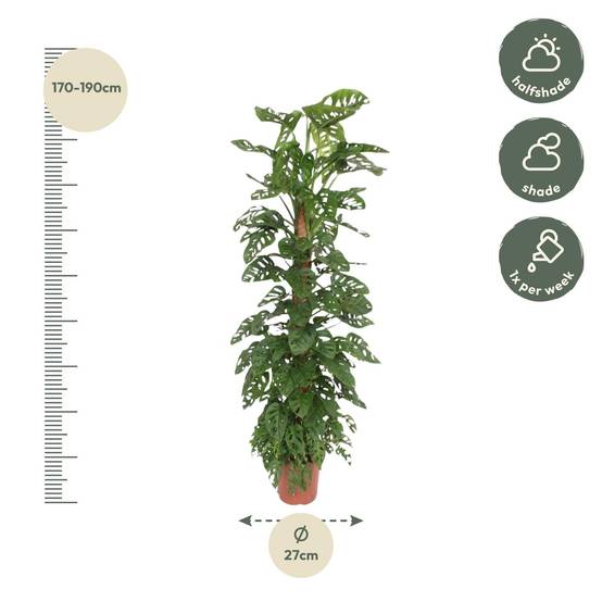 Monstera Monkey Leaf Mosstok - D27 H170cm - Image 2