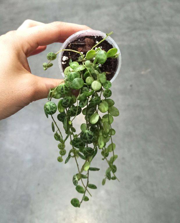 Peperomia Prostrata - Chaîne de Tortue Small D. 9cm H. 10cm - Plante d'intérieur - IndoorPoppies - Image 4