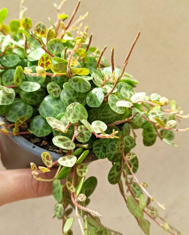 Peperomia Prostrata - Chaîne de Tortue Small D. 9cm H. 10cm - Plante d'intérieur - IndoorPoppies - Image 2