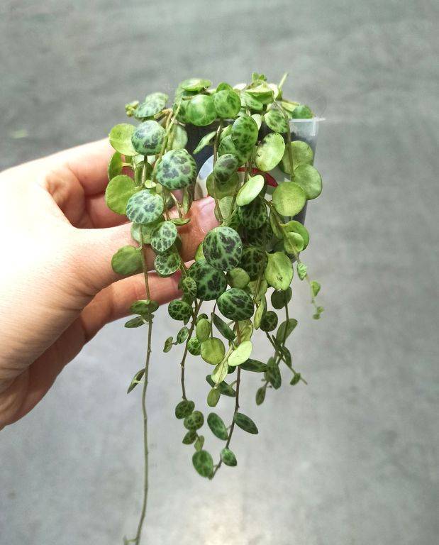 Peperomia Prostrata - Chaîne de Tortue Small D. 9cm H. 10cm - Plante d'intérieur - IndoorPoppies - Image 1