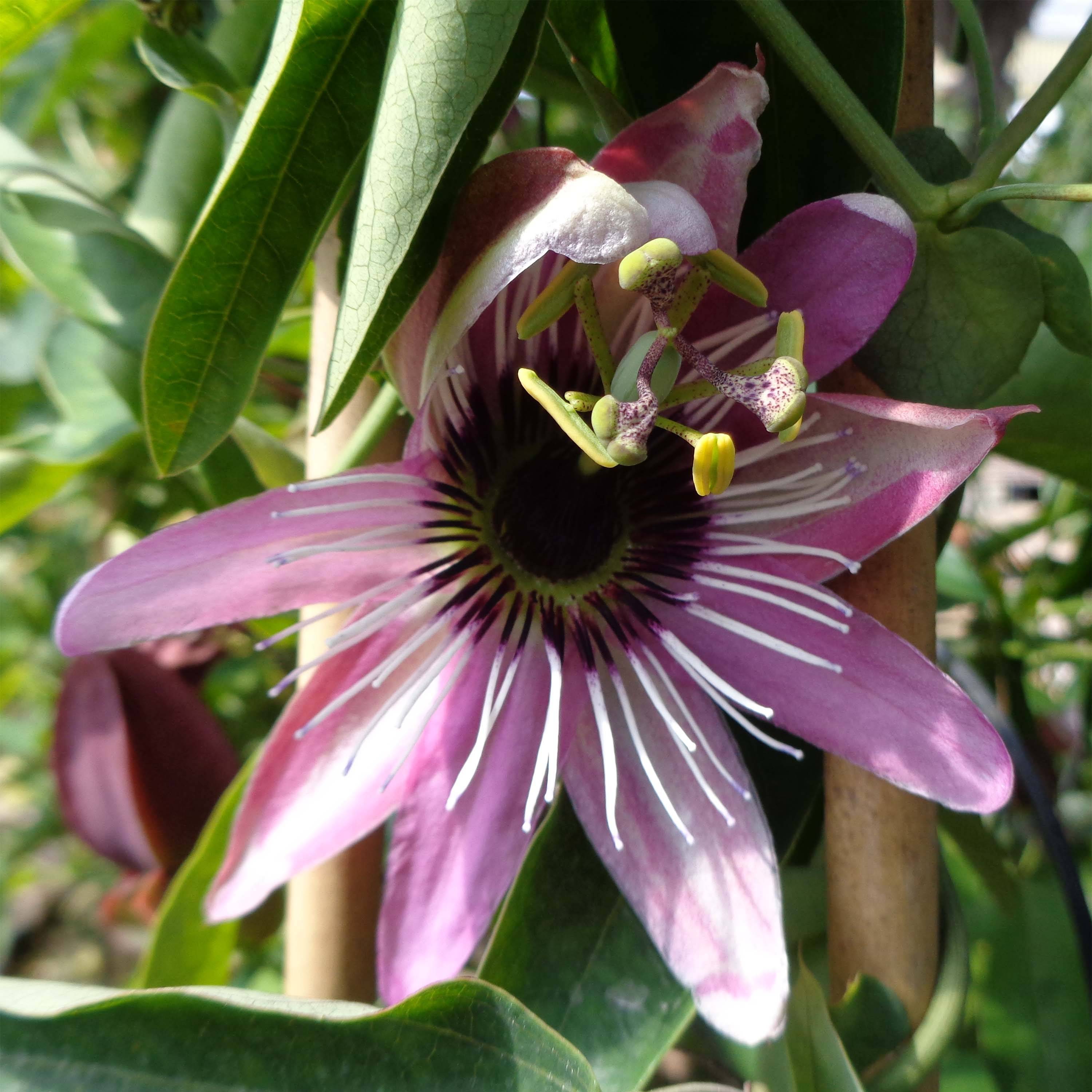 Promesse de Fleurs - Passiflore caerulea x racemosa - Fleur de la Passion Pot de 2L/3L