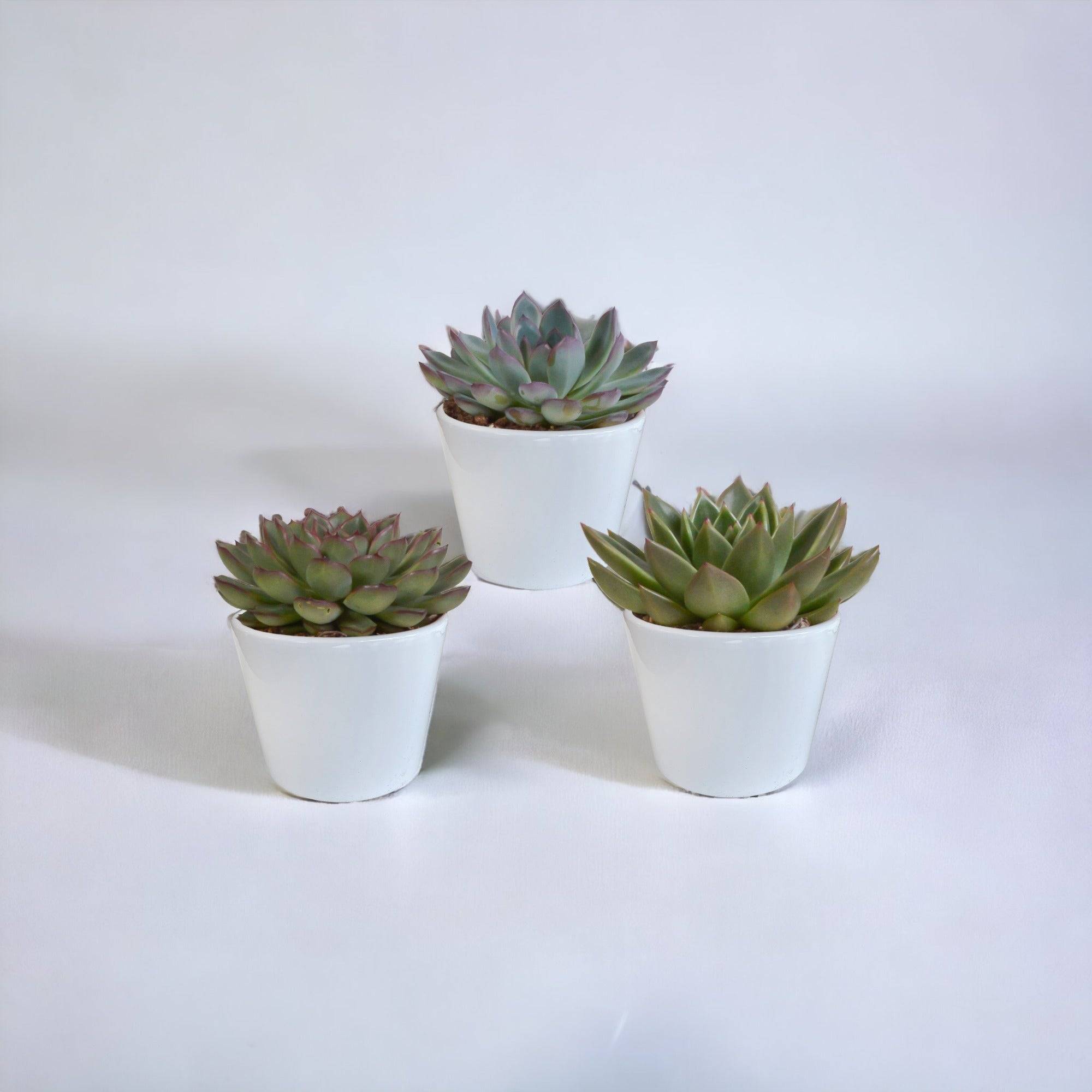 La Green Touch - Coffret cadeau echeveria et ses caches-pots blancs - Lot de 3 plantes, h21cm- La Green Touch