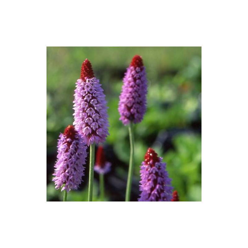 Primevère des marais à fleurs Violette/Rouge - feuillage Caduc - Godet - 5/20 cm - Imagen 2