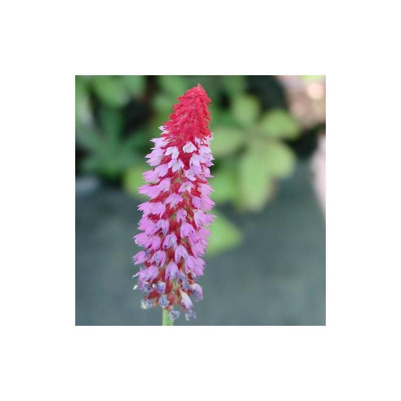 Primevère des marais à fleurs Violette/Rouge - feuillage Caduc - Godet - 5/20 cm - Imagen 1