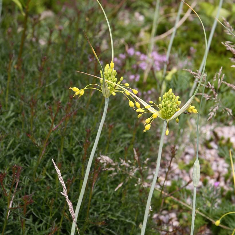 Promesse de Fleurs - Allium flavum - Ail jaune Bulbe calibre I (par 5)