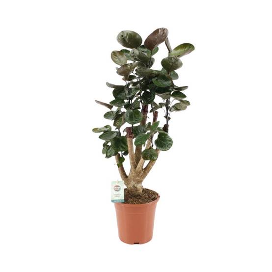 Polyscias Fabian XL 65cm - Plante d'intérieur- La Green Touch - Image 1