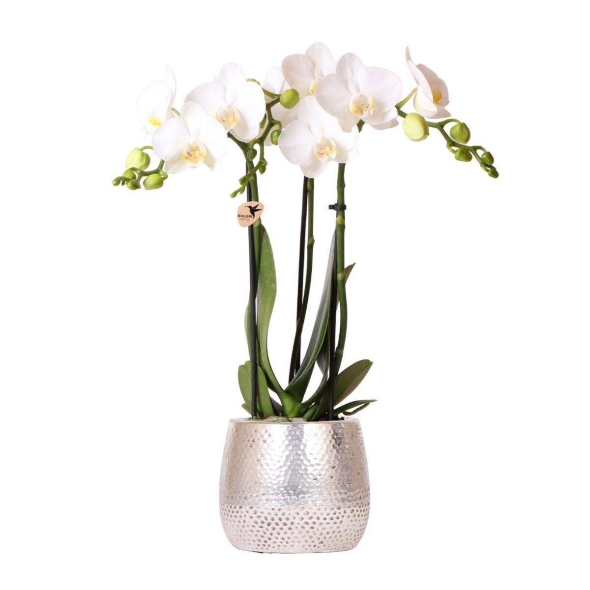 La Green Touch - Orchidée Amabilis Blanche et son pot- La Green Touch Pot argenté - Hauteur 35cm - Imagen 1