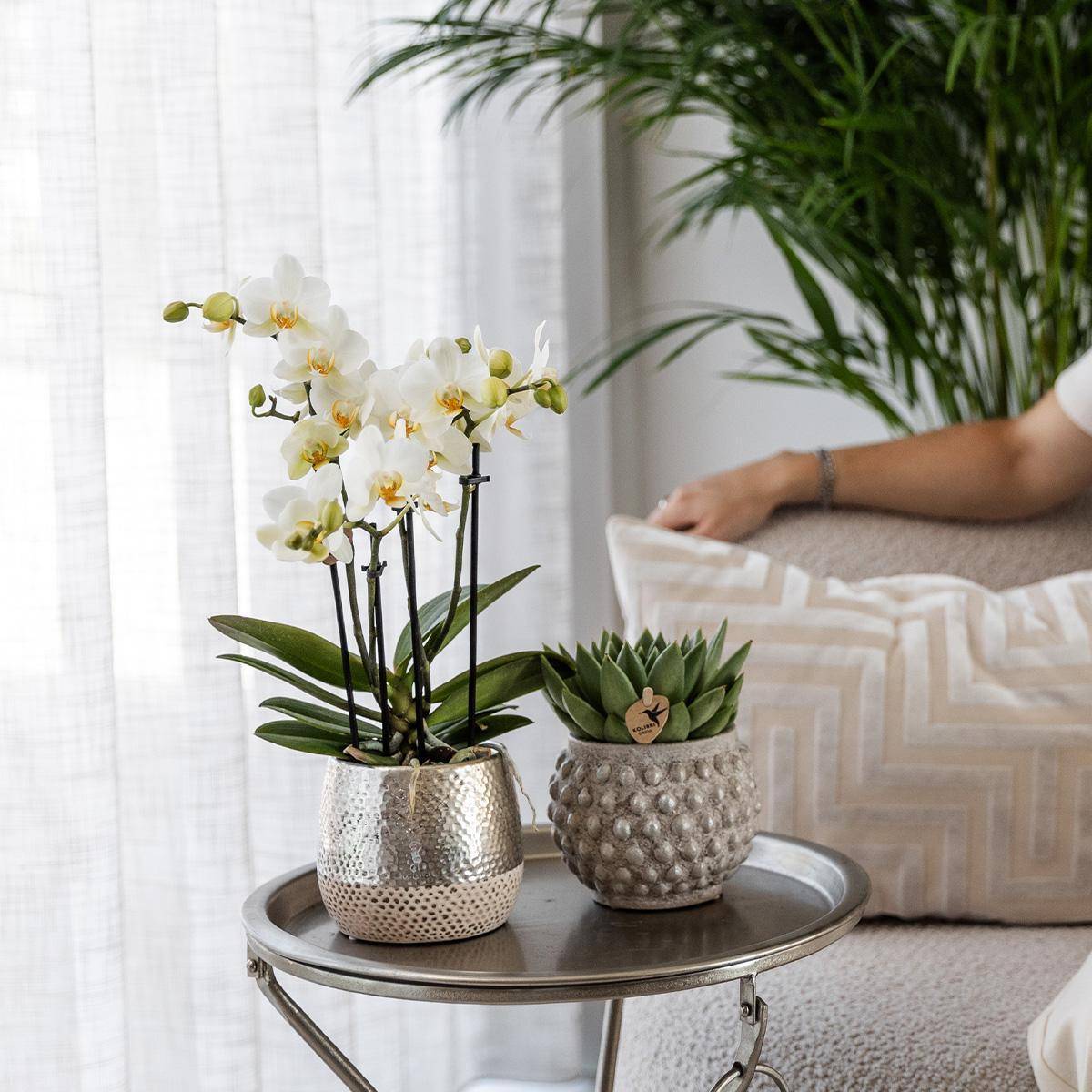 La Green Touch - Orchidée Amabilis Blanche et son pot- La Green Touch Pot argenté - Hauteur 35cm - Imagen 2