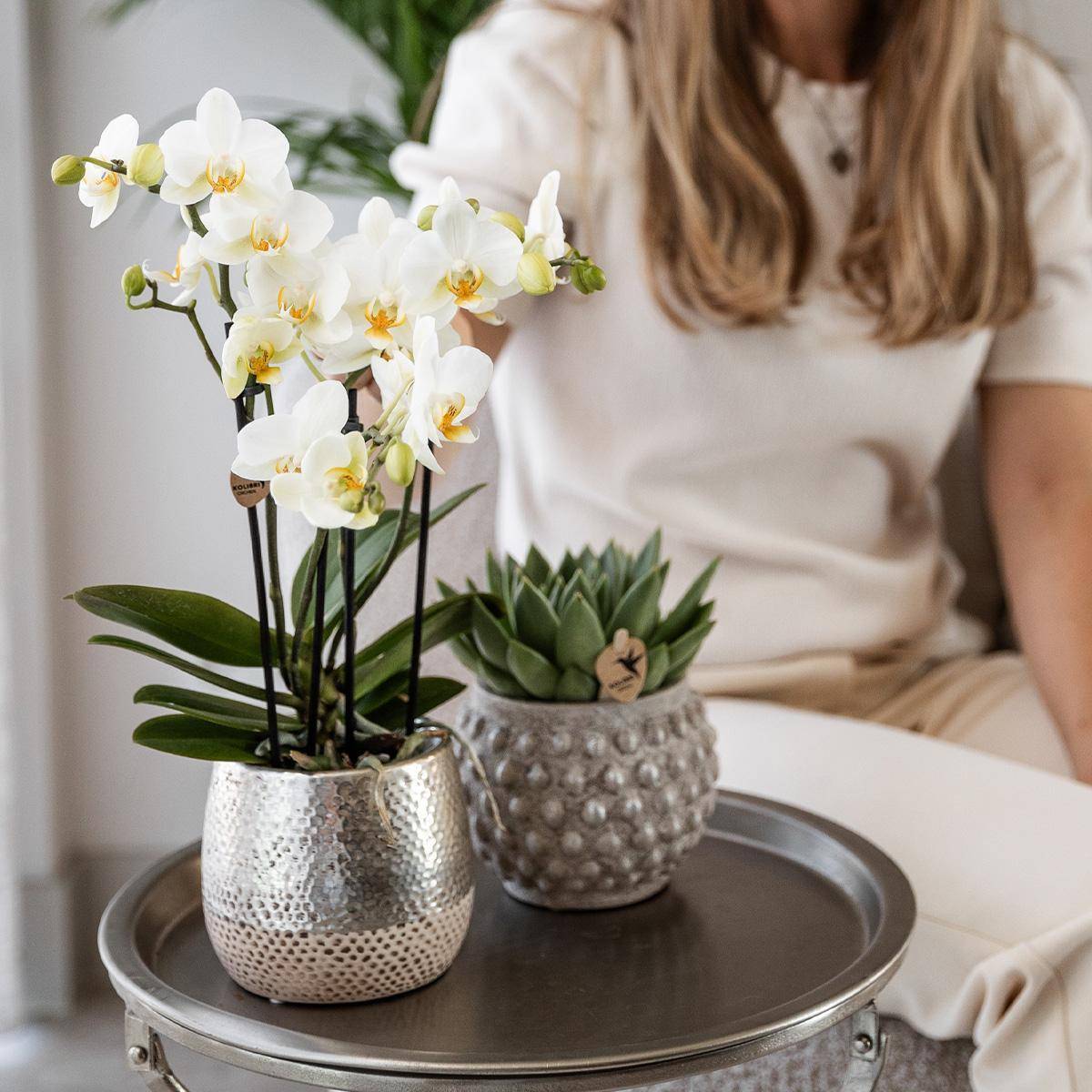 La Green Touch - Orchidée Amabilis Blanche et son pot- La Green Touch Pot argenté - Hauteur 35cm - Imagen 4