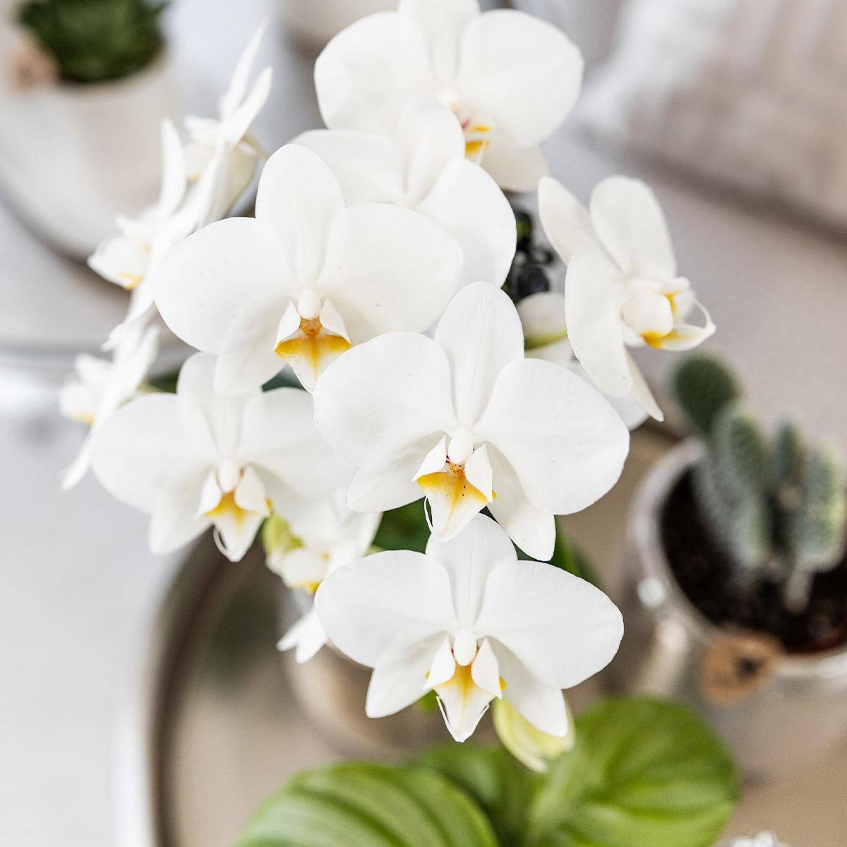 La Green Touch - Orchidée Amabilis Blanche et son pot- La Green Touch Pot argenté - Hauteur 35cm - Imagen 3