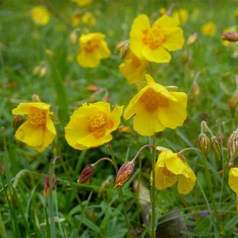 Helianthemum Ben Fhada - Hélianthème jaune vif à cœur orange Pot de 2L/3L