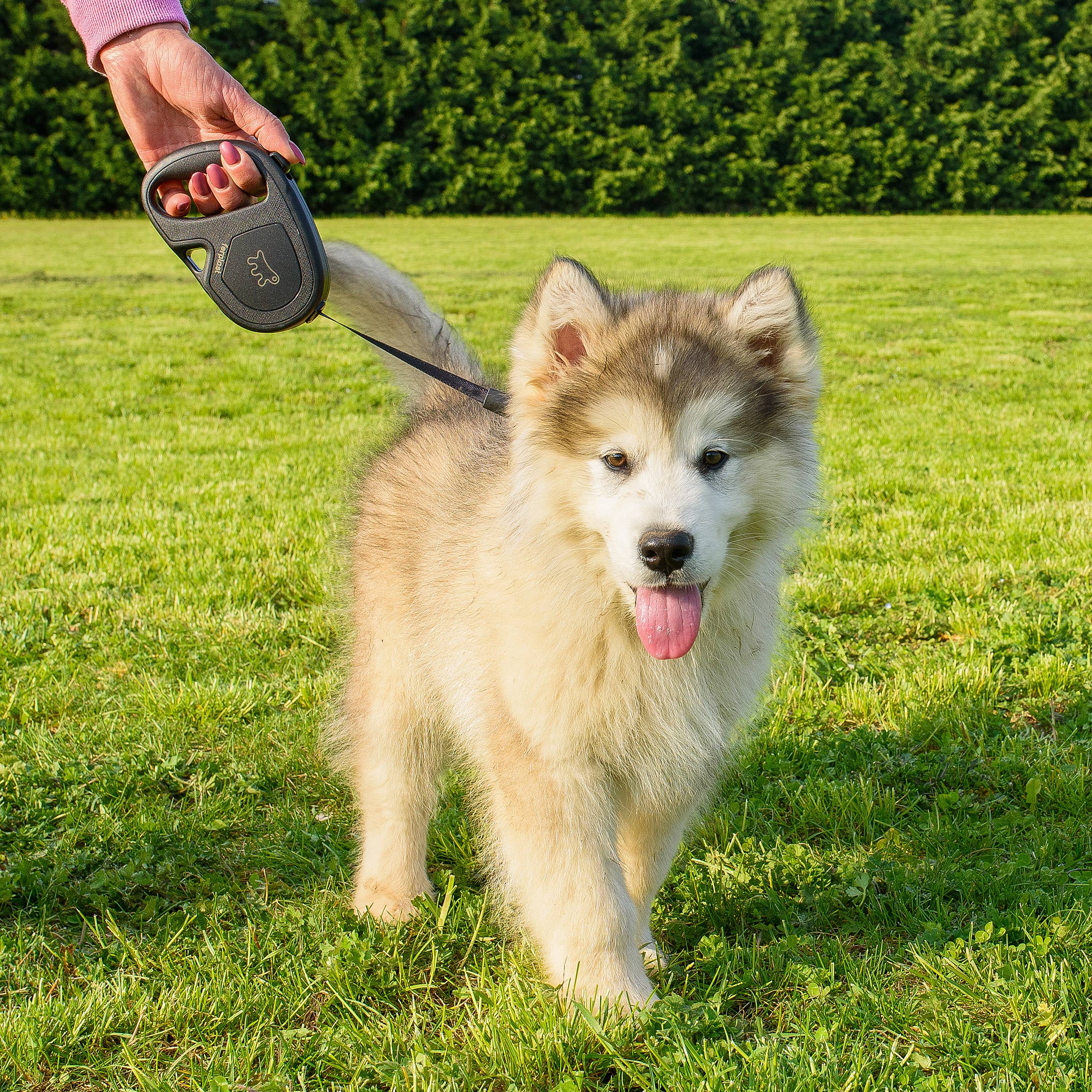 Ferplast - Ferplast Laisse Chien Enrouleur FLIPPY ONE, Laisse pour Petits Chiens jusqu'à 15 Kg. Sangle Extensible max 4 m. Bouton de verrouillage et de - Imagen 4