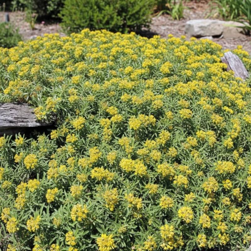 Orpin kamtschaticum var. middendorffianum, Sedum à fleurs Jaune/ - feuillage Persistant - Godet - 5/20 cm - Imagen 1